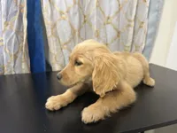 Golden Buddy , a female Golden Retriever for sale in Los Angeles, CA – 3 of 7