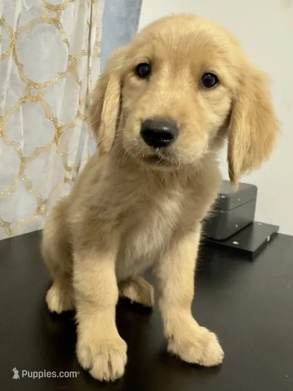 Golden sunny  – Golden Retriever puppy for sale in Los Angeles, CA