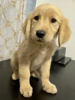 Golden sunny , a female Golden Retriever for sale in Los Angeles, CA – 1 of 5