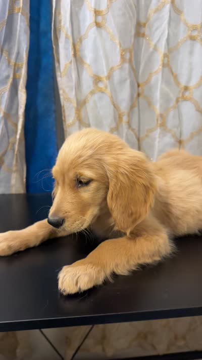 Golden Nugget , a male Golden Retriever for sale in Los Angeles, CA – 10 of 10