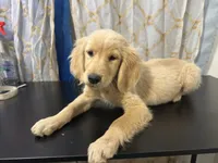 Golden Buttercup , a female Golden Retriever for sale in Los Angeles, CA – 2 of 6
