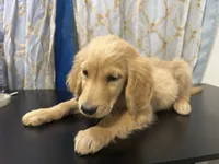 Golden Boy , a male Golden Retriever for sale in Los Angeles, CA – 3 of 10