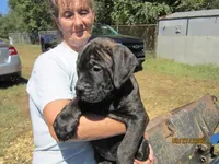 Ebony, a female Bullmastiff for sale in Buffalo Valley, TN – 3 of 10