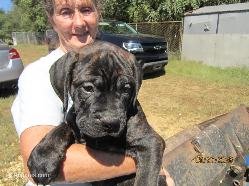Ebony – Bullmastiff puppy for sale in Buffalo Valley, TN