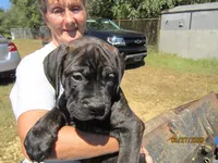 Ebony, a female Bullmastiff for sale in Buffalo Valley, TN – 1 of 10