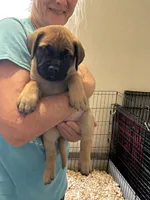 Sherry, a female Bullmastiff for sale in Buffalo Valley, TN – 1 of 10