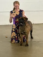 Leon the Lion, a male Bullmastiff for sale in Buffalo Valley, TN – 9 of 10