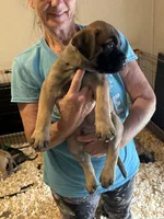 Leon the Lion, a male Bullmastiff for sale in Buffalo Valley, TN – 4 of 10