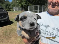 Petey Pirate, a male Australian Cattle Dog for sale in Buffalo Valley, TN – 3 of 5