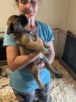 Leon the Lion, a male Bullmastiff for sale in Buffalo Valley, TN – 3 of 10
