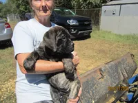 Pandora, a female Bullmastiff for sale in Buffalo Valley, TN – 2 of 10