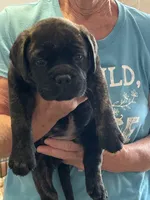 Blaise, a female Bullmastiff for sale in Buffalo Valley, TN – 2 of 9
