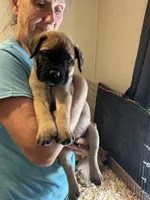Leon the Lion, a male Bullmastiff for sale in Buffalo Valley, TN – 2 of 10