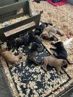 Pandora, a female Bullmastiff for sale in Buffalo Valley, TN – 5 of 10