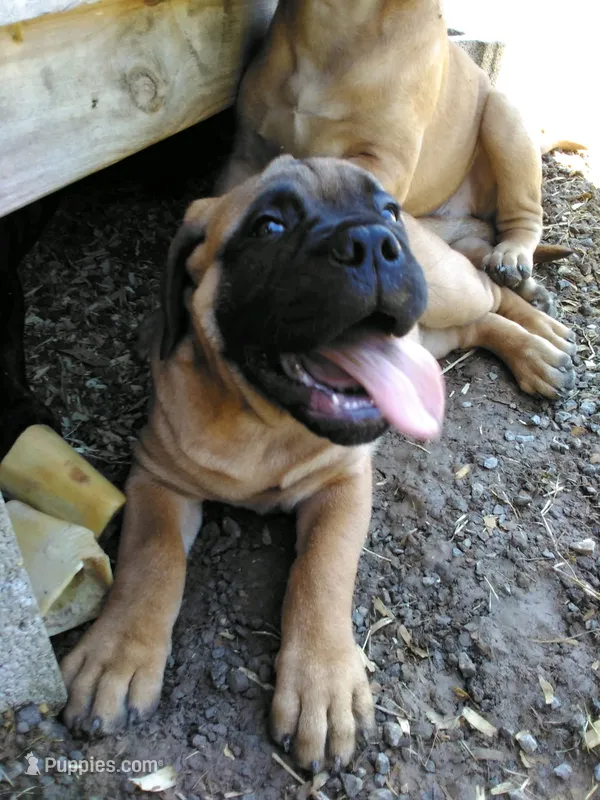 Angel – Bullmastiff puppy for sale in Buffalo Valley, TN