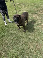 Ebony, a female Bullmastiff for sale in Buffalo Valley, TN – 5 of 9