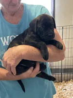 Ebony, a female Bullmastiff for sale in Buffalo Valley, TN – 2 of 9