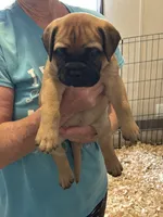 Gracie, a female Bullmastiff for sale in Buffalo Valley, TN – 2 of 10