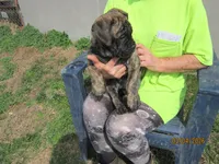 Calypso, a female Bullmastiff for sale in Buffalo Valley, TN – Photo 1 of 6