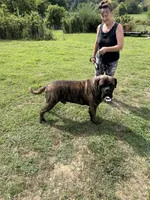 Ebony, a female Bullmastiff for sale in Buffalo Valley, TN – 6 of 9