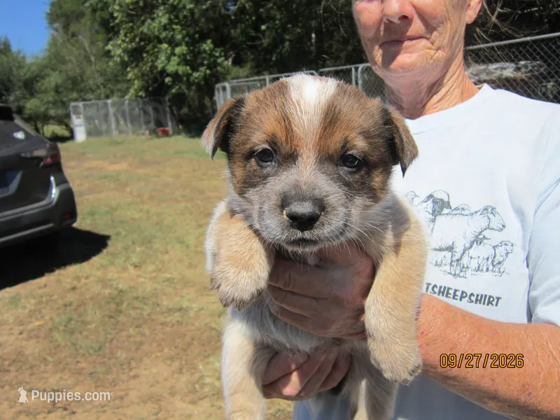 Belle – Australian Cattle Dog puppy for sale in Buffalo Valley, TN