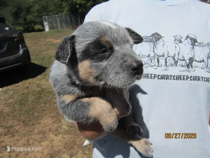 Petey Pirate – Australian Cattle Dog puppy for sale in Buffalo Valley, TN