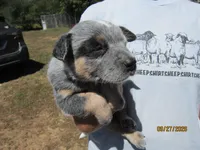 Petey Pirate, a male Australian Cattle Dog for sale in Buffalo Valley, TN – 1 of 5