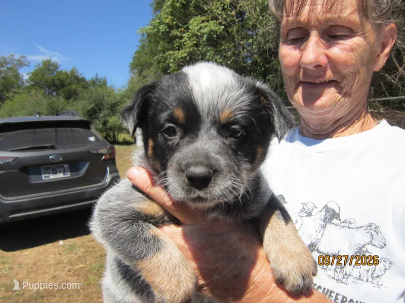 Reba – Australian Cattle Dog puppy for sale in Buffalo Valley, TN