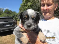 Reba, a female Australian Cattle Dog for sale in Buffalo Valley, TN – 1 of 3