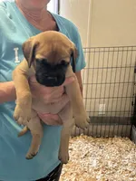 Angel, a female Bullmastiff for sale in Buffalo Valley, TN – 2 of 9