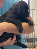 Ebony, a female Bullmastiff for sale in Buffalo Valley, TN – 3 of 9