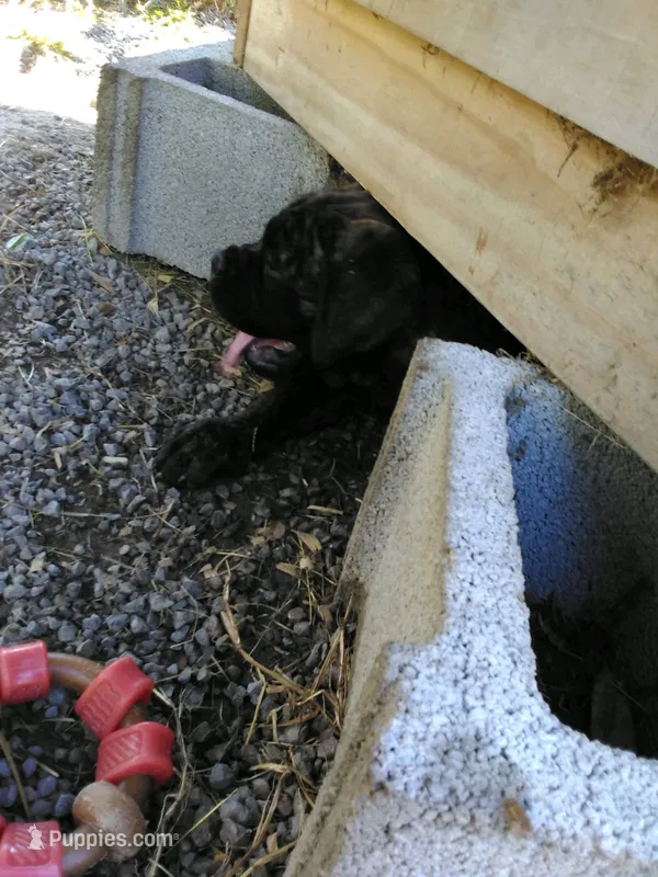 Pandora – Bullmastiff puppy for sale in Buffalo Valley, TN
