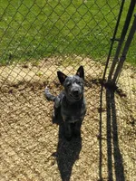 Zena, a female Australian Cattle Dog for sale in Buffalo Valley, TN – Photo 2 of 3