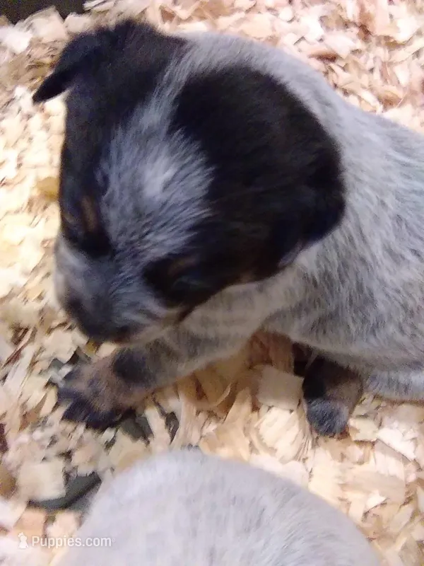 Zena – Australian Cattle Dog puppy for sale in Buffalo Valley, TN