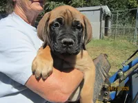 Angel, a female Bullmastiff for sale in Buffalo Valley, TN – 2 of 9