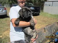 Pandora, a female Bullmastiff for sale in Buffalo Valley, TN – 1 of 10