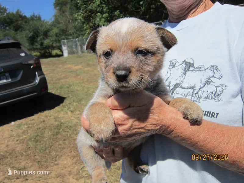 Pumpkin – Australian Cattle Dog puppy for sale in Buffalo Valley, TN