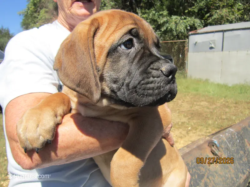 Sherry – Bullmastiff puppy for sale in Buffalo Valley, TN
