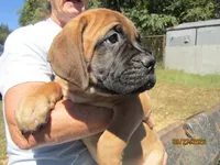 Sherry, a female Bullmastiff for sale in Buffalo Valley, TN – 1 of 9