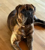 Dottie, a female Bullmastiff for sale in Buffalo Valley, TN – 8 of 9