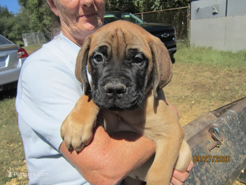 Angel – Bullmastiff puppy for sale in Buffalo Valley, TN