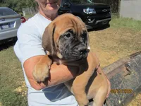 Sherry, a female Bullmastiff for sale in Buffalo Valley, TN – 2 of 9