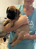 Sherry, a female Bullmastiff for sale in Buffalo Valley, TN – 2 of 10