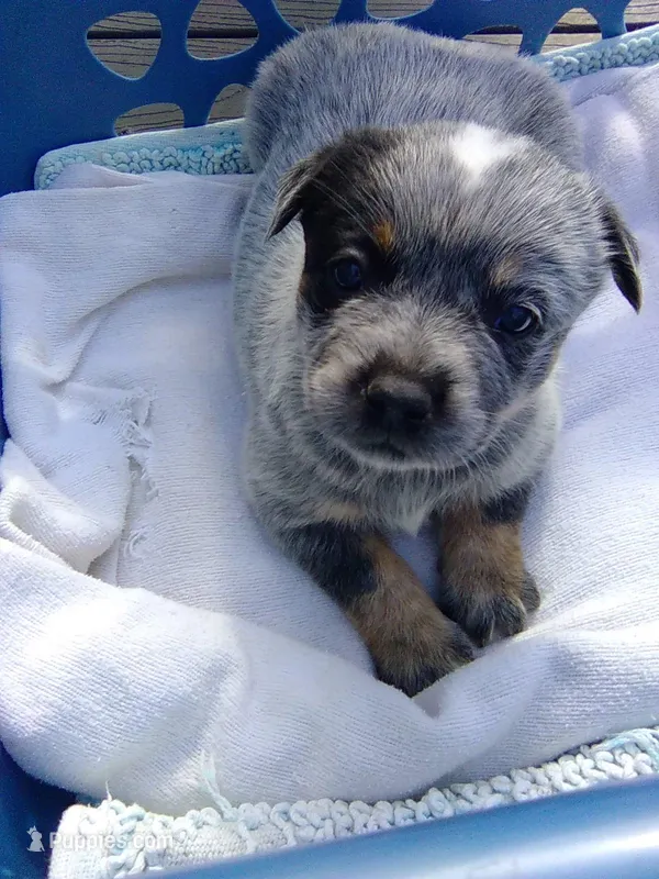 Dolly – Australian Cattle Dog puppy for sale in Buffalo Valley, TN