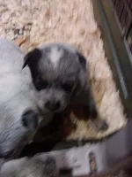 Dolly, a female Australian Cattle Dog for sale in Buffalo Valley, TN – Photo 2 of 3