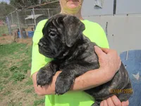 Brigid, a female Bullmastiff for sale in Buffalo Valley, TN – Photo 2 of 5