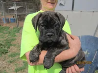 Brigid, a female Bullmastiff for sale in Buffalo Valley, TN – Photo 1 of 5