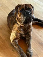 Brigid, a female Bullmastiff for sale in Buffalo Valley, TN – Photo 4 of 5