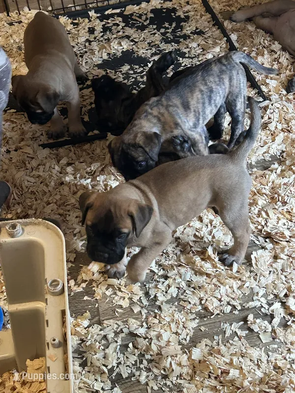 Leon the Lion – Bullmastiff puppy for sale in Buffalo Valley, TN