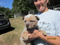 Pumpkin, a male Australian Cattle Dog for sale in Buffalo Valley, TN – 2 of 4